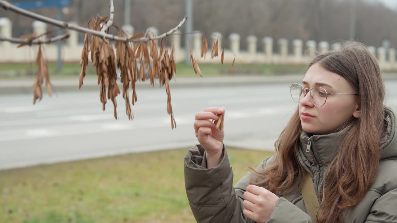 Giovane donna bianca che esamina baccelli di alberi vicino a un bordo strada urbano, studentessa botanica con un piumino verde e una fascia in maglia, che ispeziona grappoli di samare essiccate con mani attente, cielo coperto e colori tenui.