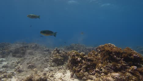 colorful parrot fish pooping sand on a tropical coral reef in clear water of the pacific ocean around the islands of tahiti