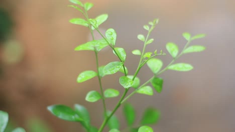 small tree branches swaying