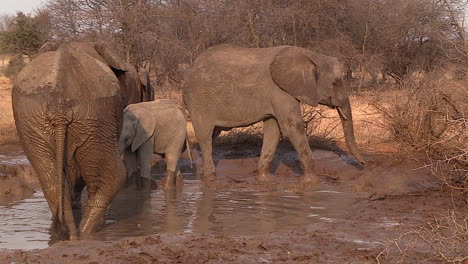 elephants wallowing at waterhole. greater kruger. static