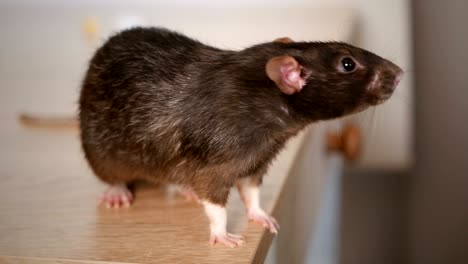 animal domestic gray rat close-up