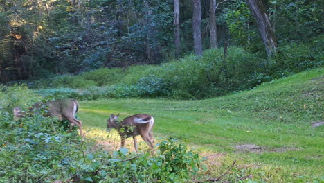 Three-Whitetail-dear-walking-along-a-groomed-trail-through-the-woods-in-early-autumn-in-Illinois