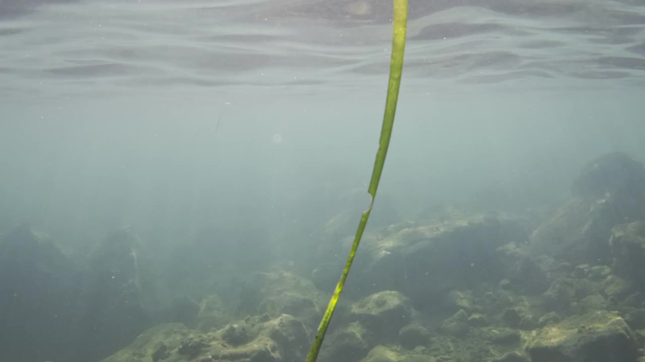 Seagrass blade swaying in clear ocean water with natural sunbeams illuminating a rocky seabed, creating an ethereal marine scene