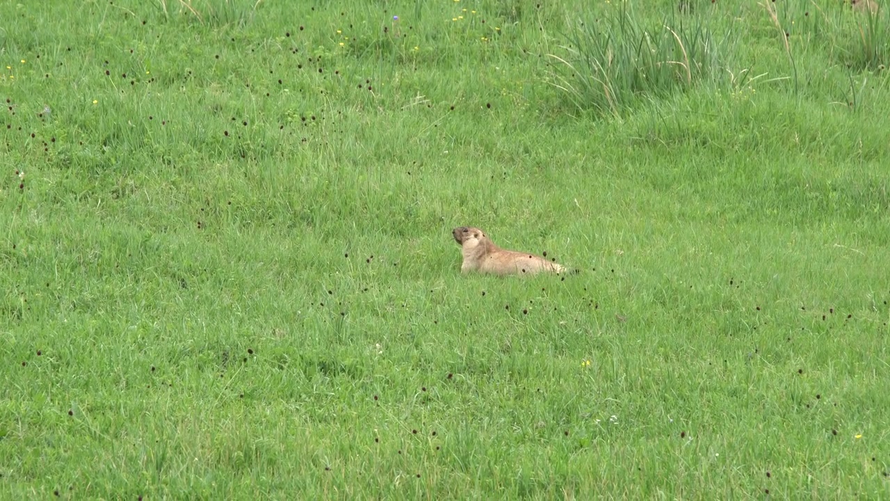 Steppe Marmot Resting in a Green Meadow