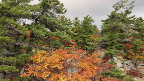 산 위의 단풍 위로 날아가는 드론 보기