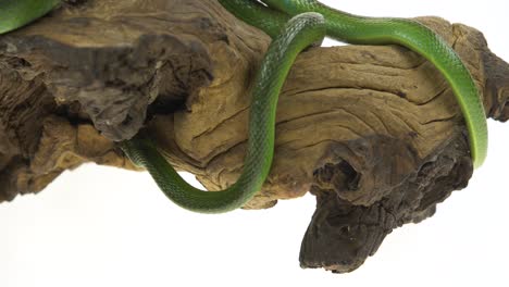 green snake coiled around a piece of wood on a white background