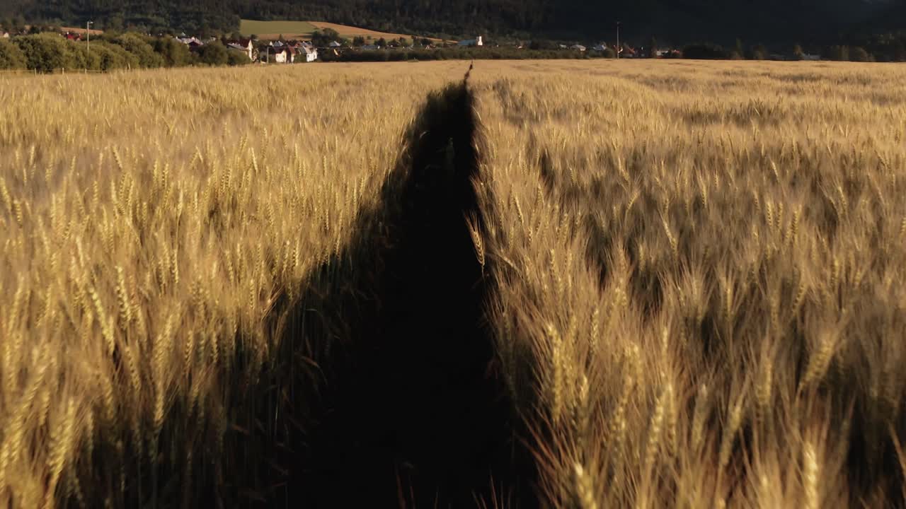 sobrevolar los campos de trigo dorado al atardecer con un idílico pueblo rural al fondo