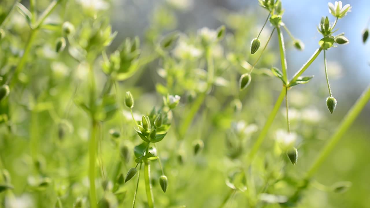 Spring flowers in a grass