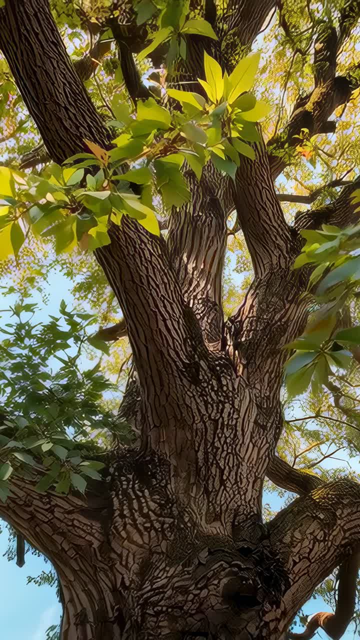 Vídeo vertical: cámara panorámica que se eleva desde la base del tronco en un parque, revelando la corteza, el nudo y las hojas
