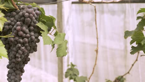 viñedo de uva orgánica con muchos racimos de uvas para la cosecha