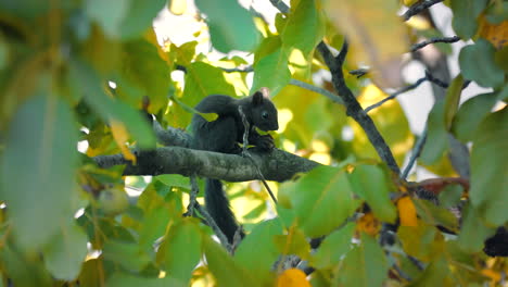 A-squirrel-that-eats-a-walnut-on-a-walnut-tree-column