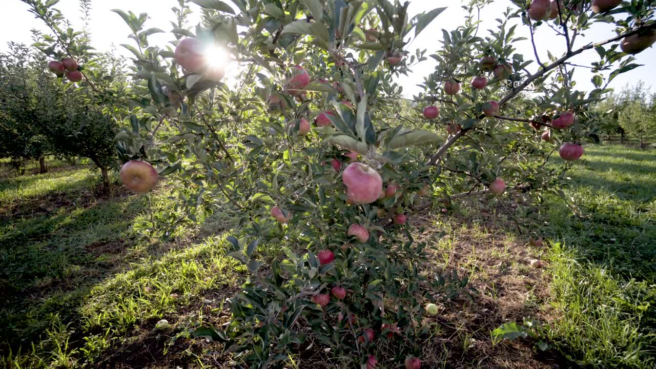 Apple Orchard with Ripe Apples Ready for Harvest