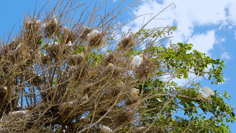 white cattle egrets sitting on nests in tree