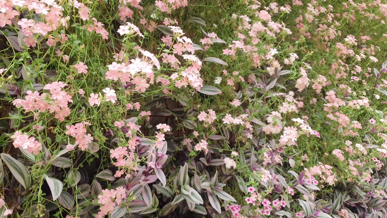 las hermosas flores y camas de hierba de cameron highlands, malasia.
