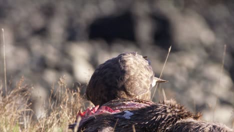 buzzard feeding on red deer carcass carrion