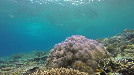 Un-Vibrante-Arrecife-De-Coral-Repleto-De-Vida