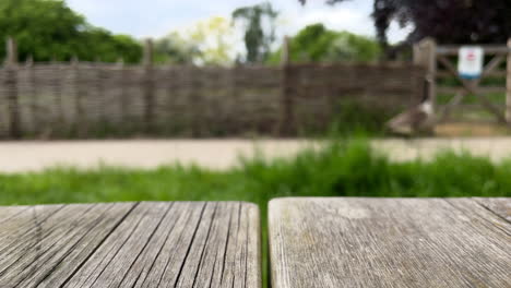 a canada goose is seen waddling along a footpath from a wooden bench in a nature reserve