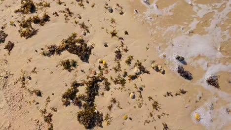 una vista de cerca de una playa de arena en cádiz, con algas esparcidas por la orilla y espuma marina de las olas cercanas, indicando el entorno natural y dinámico de la costa.