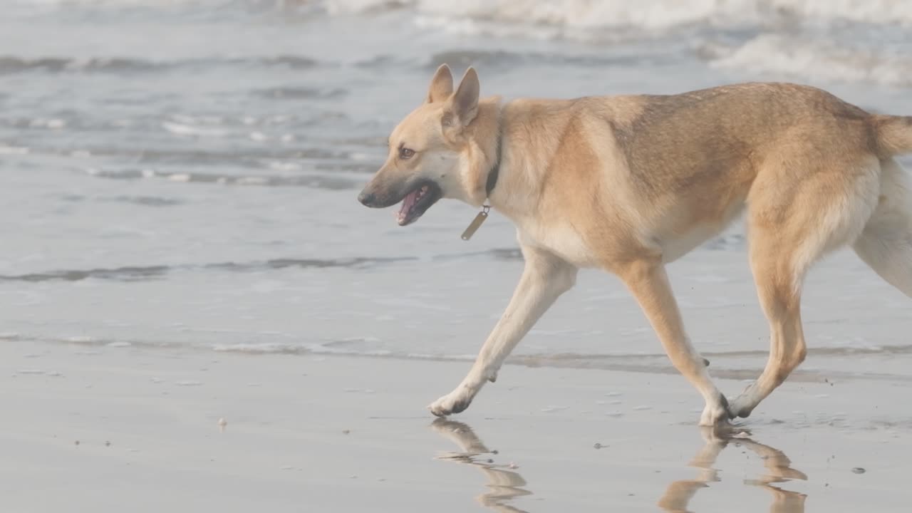 hermoso perro pastor alemán alsaciano corriendo en el mar a cámara lenta