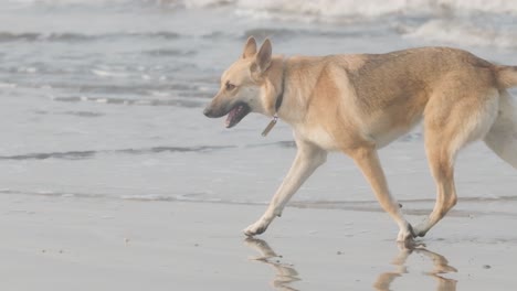 beautiful alsatian german shepherd dog running in the sea slow motion