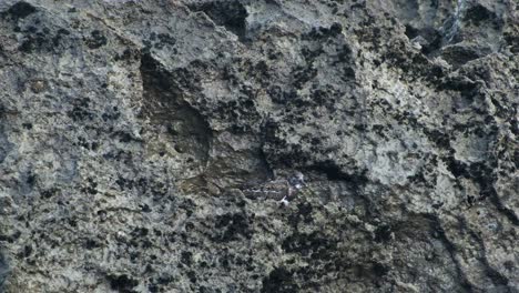 Ein-Schwarzer-Vogel,-Der-In-Zeitlupe-Auf-Den-Felsen-In-Der-Nähe-Des-Ozeans-Läuft-Und-Nach-Nahrung-Sucht.-Bitte-Senden-Sie-Beschreibungen-Nur-Auf-Englisch