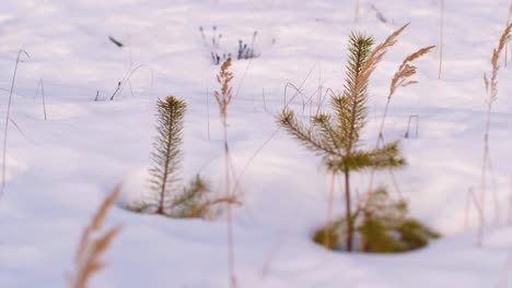 Este-último-Traerá-Al-Bosque-Nuevas-Plántulas-De-Pino