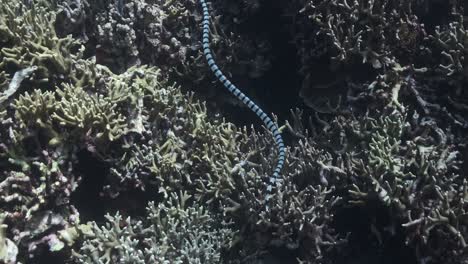 serpiente de mar con bandas cazando comida en el arrecife poco profundo.