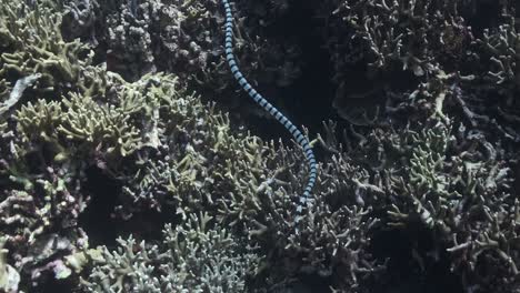 banded seasnake hunting for food in the shallow reef.