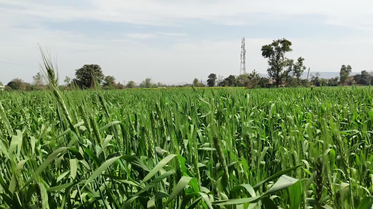 Vibrant green wheat crop sways gently in spring wind on sunny day. Rural farmland, trees and tower in distance. Ideal 4K agriculture, farming, or nature background scene.