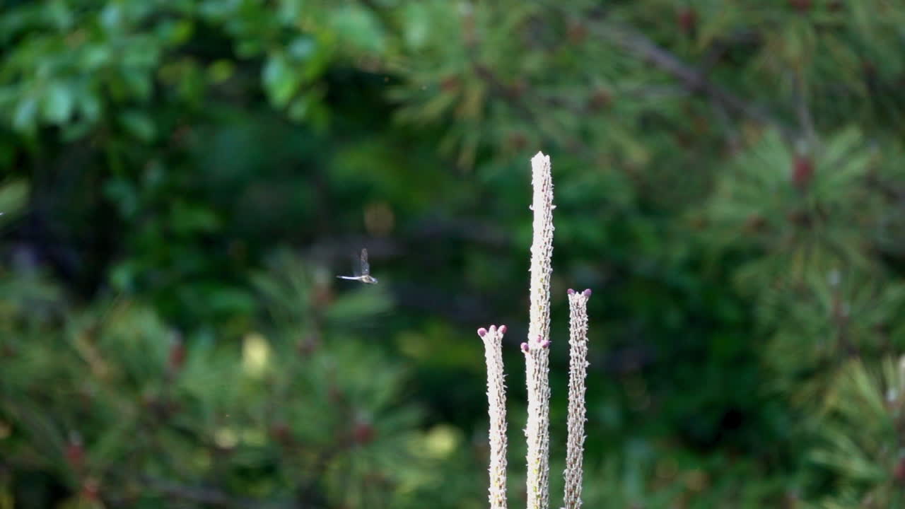 울트라 슬로우 모션에서 용파리는 상록수 꼭대기에서 날아가 공중에서 급회전하고 나뭇가지로 돌아갑니다.