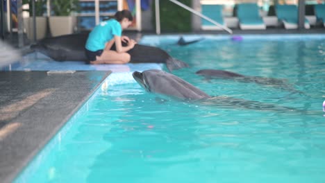 dolphin show at an aquarium