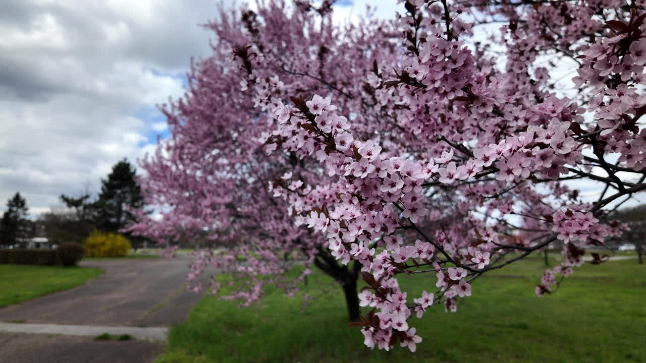 Pink cherry blossoms along a park pathway