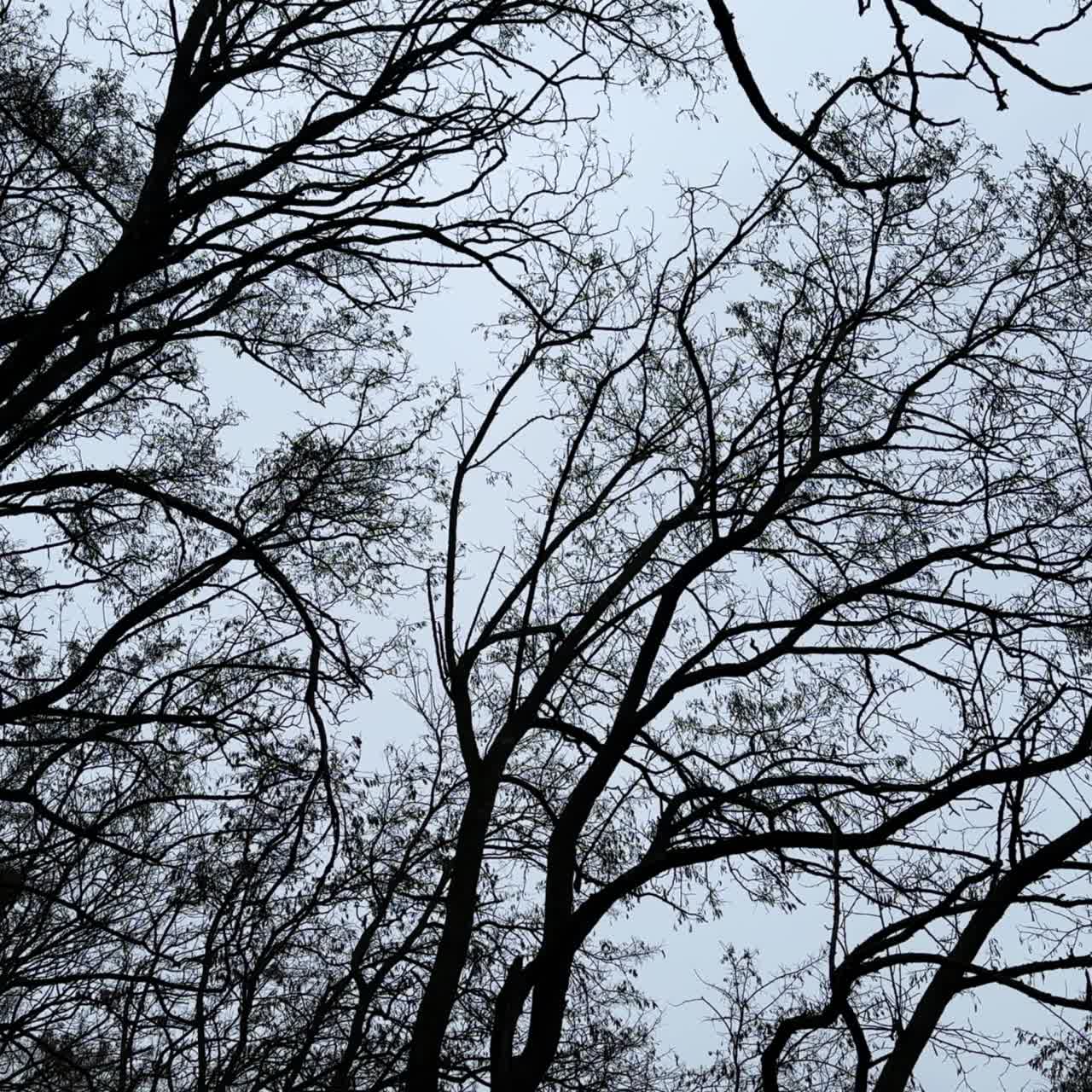 Bare black branches of high trees at backdrop of grey sky. Some mistletoe growing on plants. Low angle view
