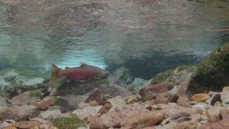 salmón coho adulto en un arroyo en la columbia británica, canadá