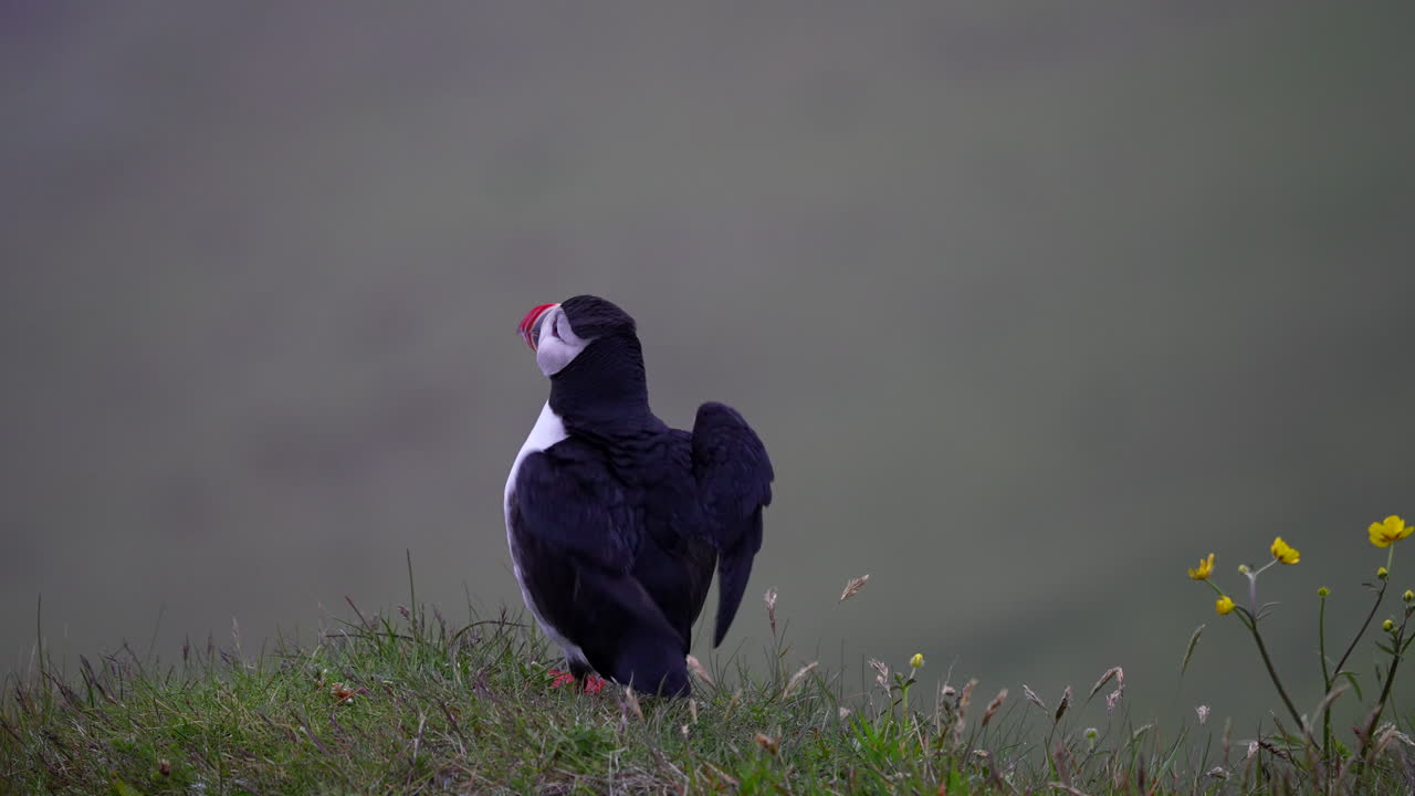 frailecillo atlántico en la hierba mirando a su alrededor y volar