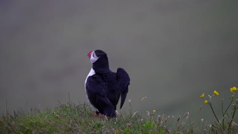 Atlantic-Puffin-On-Grass-Looking-Around-And-Fly