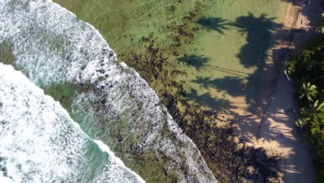 Vista-Aérea-De-Arriba-Hacia-Abajo-Sobre-El-Agua-Clara-Y-Transparente-Del-Océano-Que-Hace-Espuma-En-La-Orilla-Y-Lava-La-Arena-Dorada-De-La-Playa,-Las-Sombras-De-Las-Palmeras-Y-El-Sol-Brillante-Iluminan-La-Hermosa-Naturaleza-Tropical-De-Hawaii