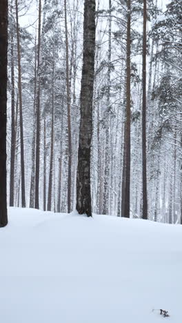 snowy winter forest