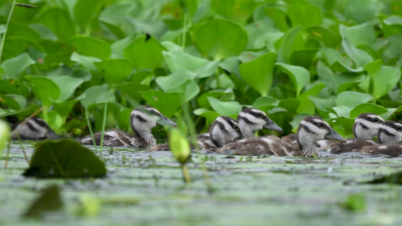 Lesser Whistling Duck chicks huddle together in a lush green pond as heavy rain creates intense ripples. The image captures the vulnerability of young wildlife during a storm