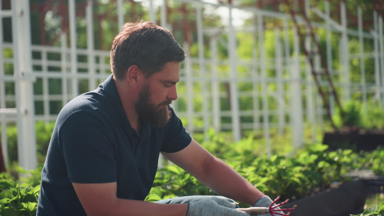 Side view farmer kneels in garden bed using hand fork to prune soil around young strawberry plants, gloved hands focused on careful maintenance, summer, green rows, rural agriculture work
