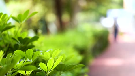 vista borrosa del parque con vegetación exuberante