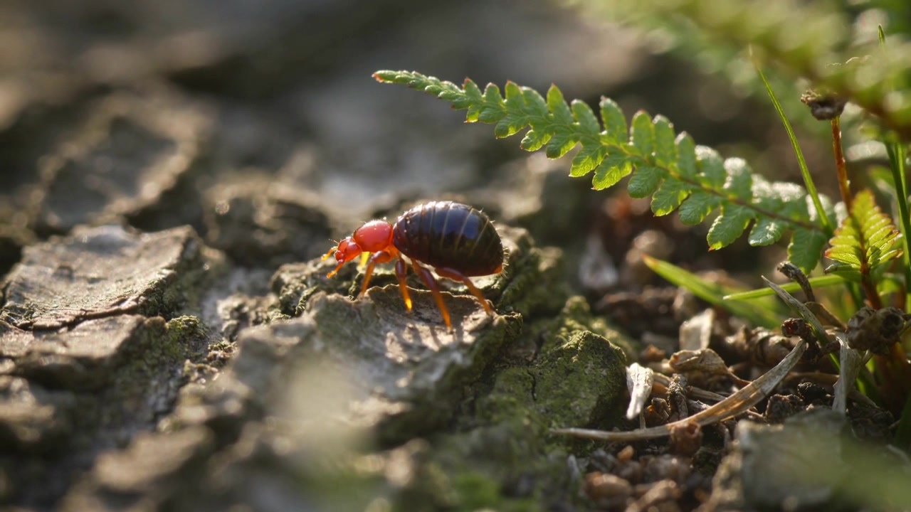 Sensing shallow crevice, small red-headed mite crawling along mossy tree bark, probing toward fern