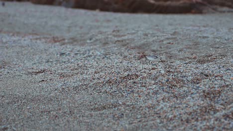 Sandpipers-walking-at-an-empty-pebble-beach