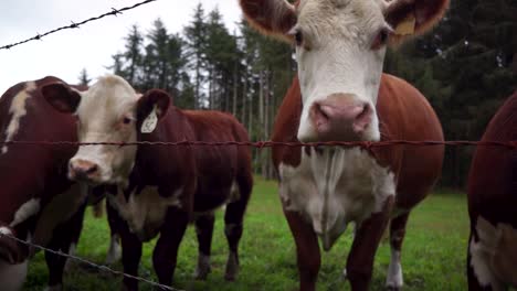 group of cows in tlell, haida gwaii