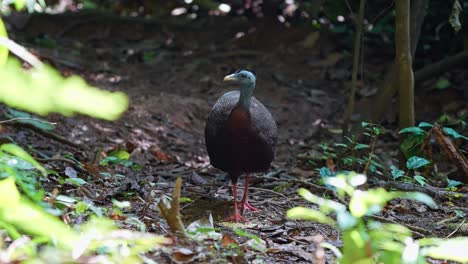 large plumaged pheasant great argus forage in the forest. close-up shot