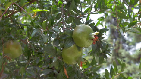 Three-pomegranates-on-branches-in-sunlight