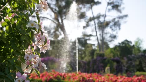 beautiful roses and fountain in a garden