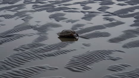 crab on wet sand
