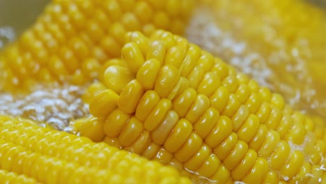 corn cobs in boiling hot water. maize has become a staple food in many parts of the world, with the total production of maize surpassing that of wheat or rice.