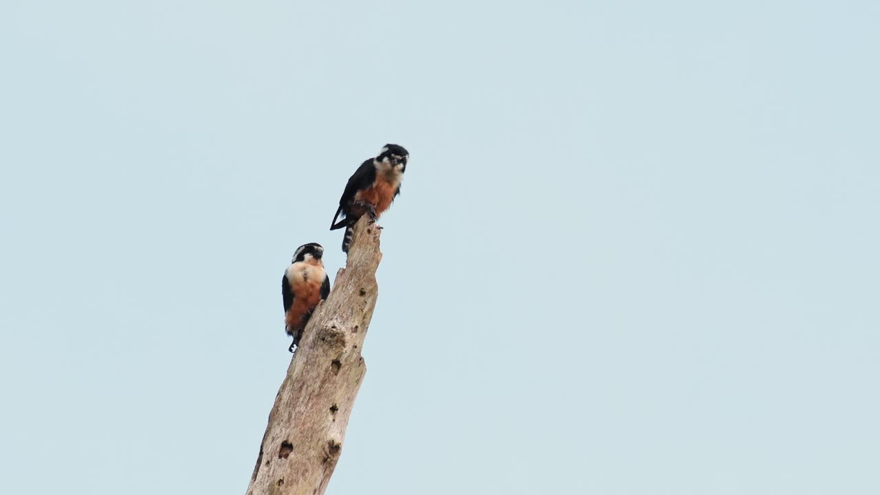 Black-thighed Falconet, Microhierax fringillarius